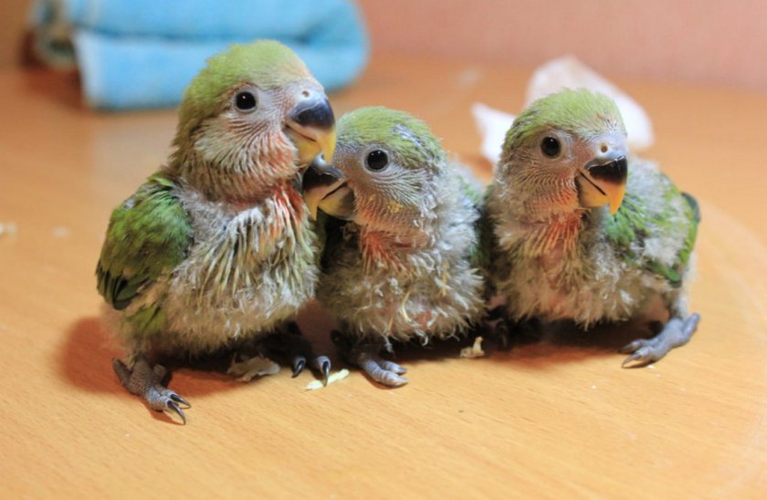 Молодые неразлучники Молодые неразлучники