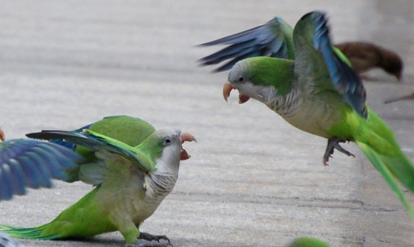 Неразлучники деруться Неразлучники деруться