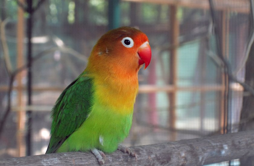 Самка неразлучника Самка неразлучника