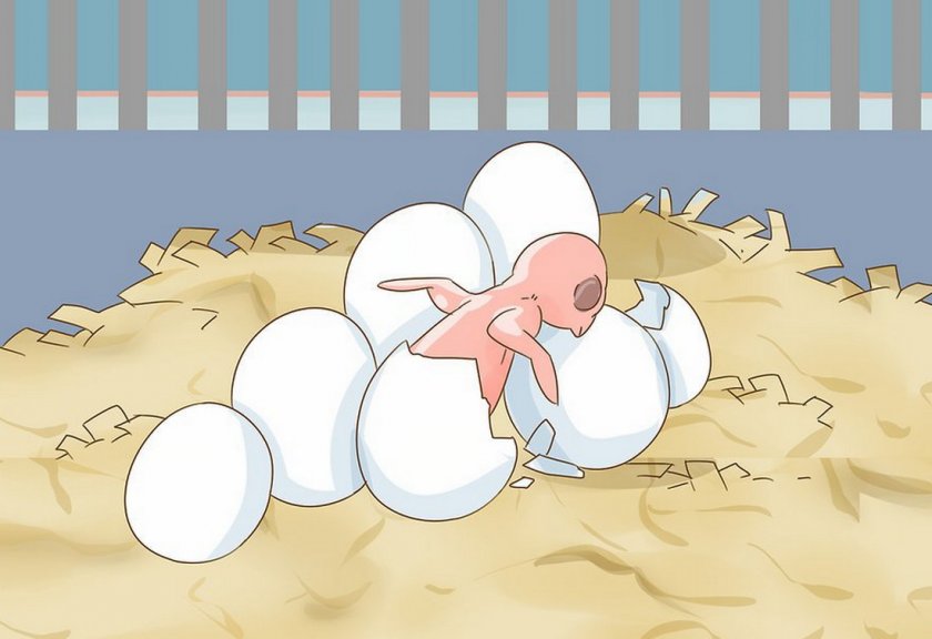 Яйца неразлучника Яйца неразлучника