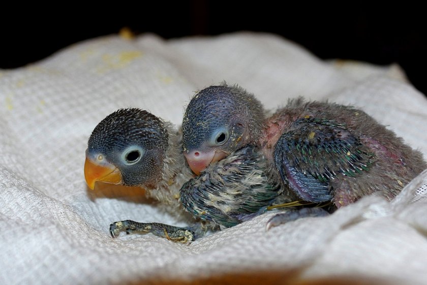 Птенцы неразлучников Птенцы неразлучников