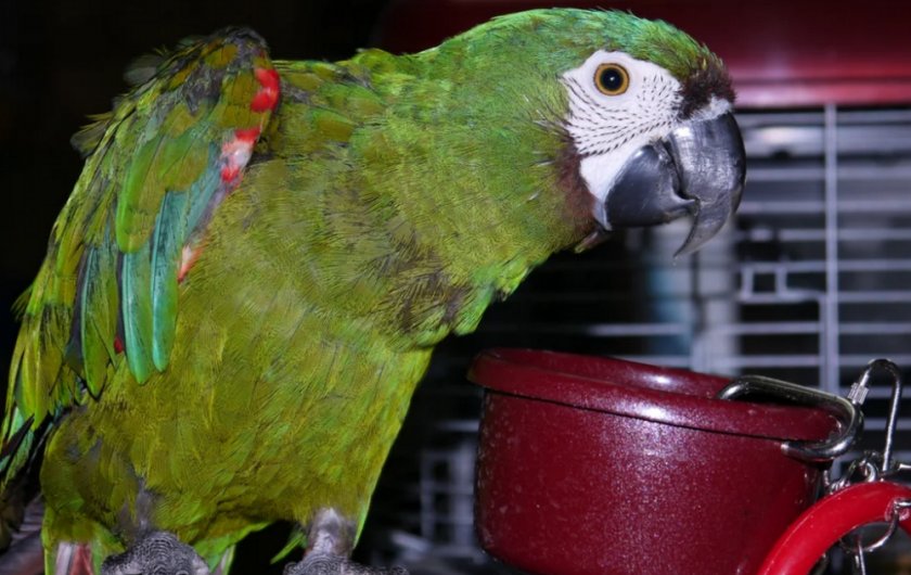 Малый ара Малый ара