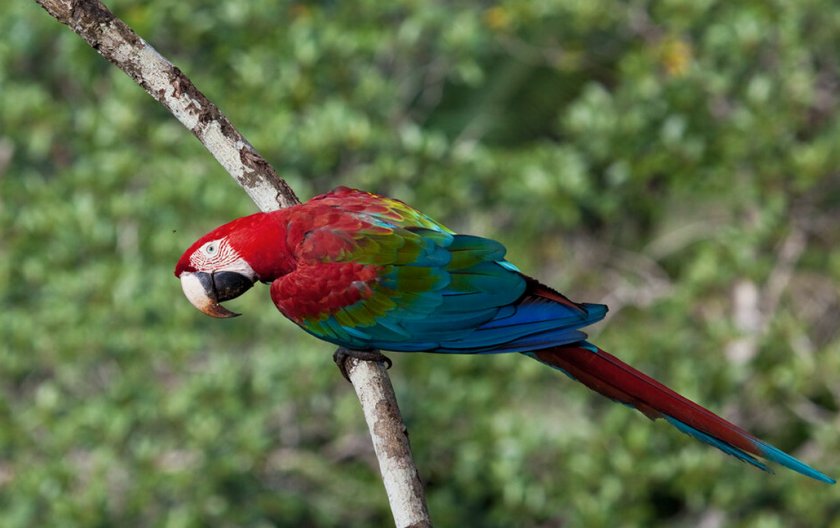 Зеленокрылый ара Зеленокрылый ара