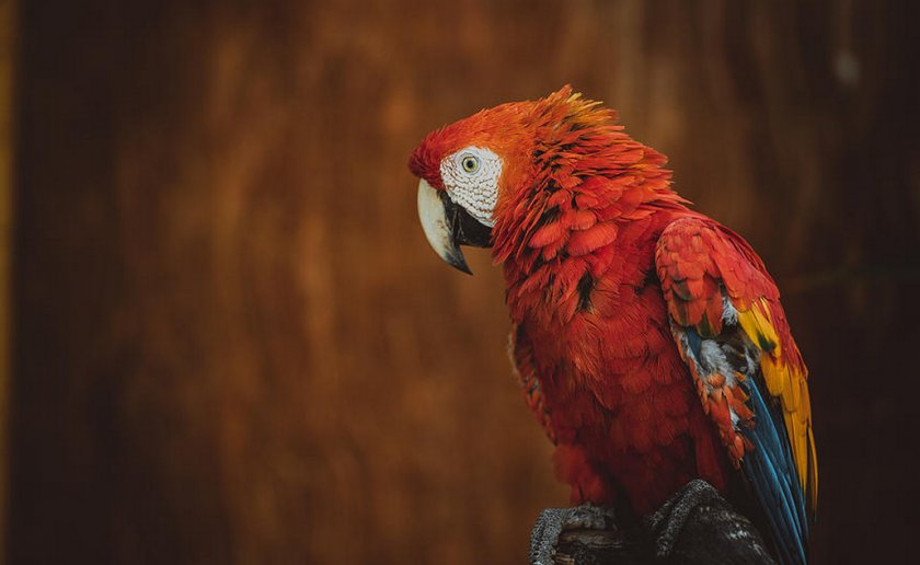 Кубинский ара Кубинский ара