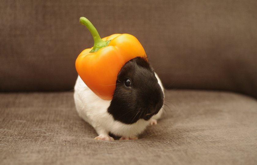 Морская свинка