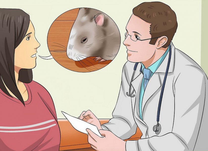 Хомяк у ветеринара