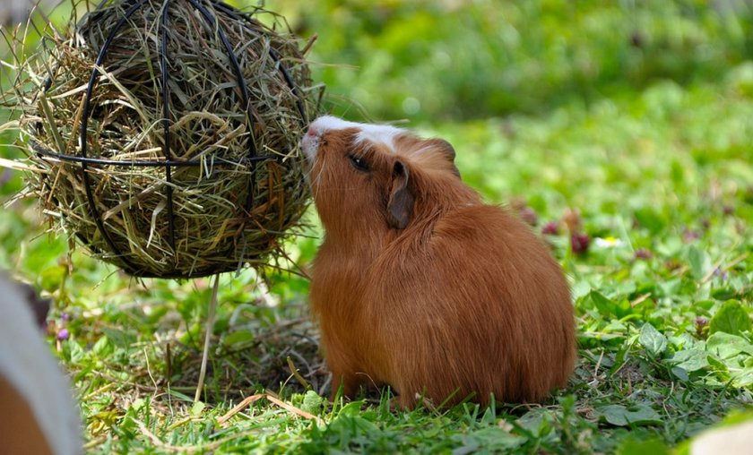Морская свинка Морская свинка