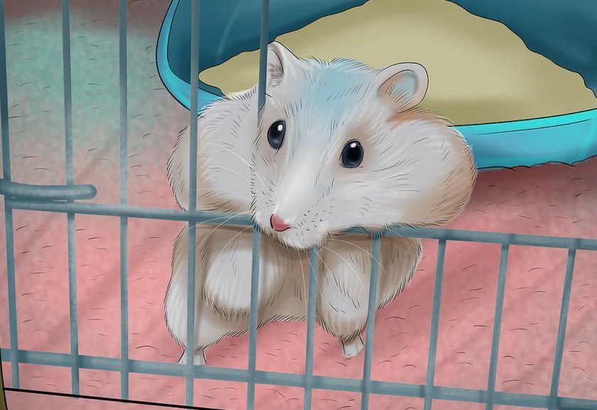 Картинки мультяшных хомячков