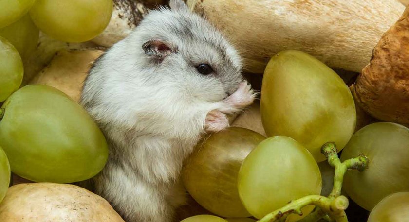 Хомяк ест виноград
