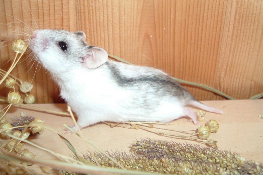 Хомяк китайской породы
