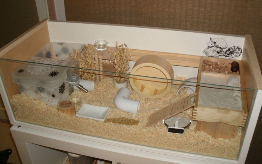 Обустройство клетки для хомяка Обустройство клетки для хомяка