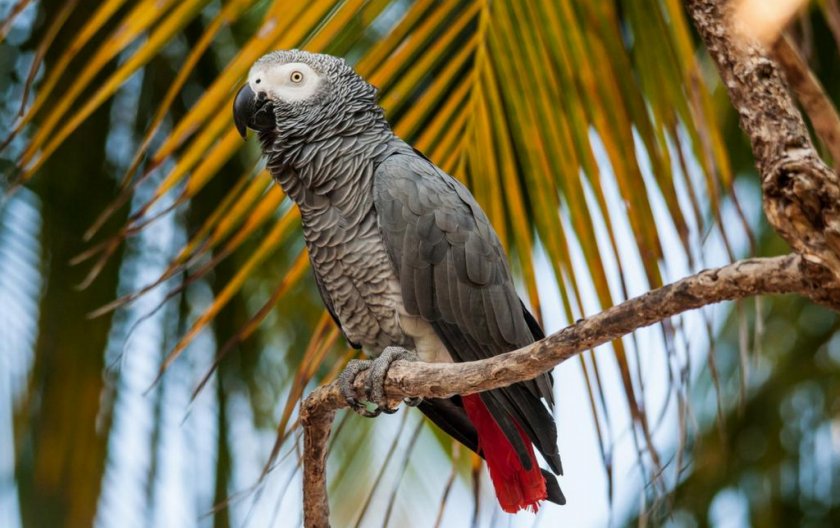 Попугай жако