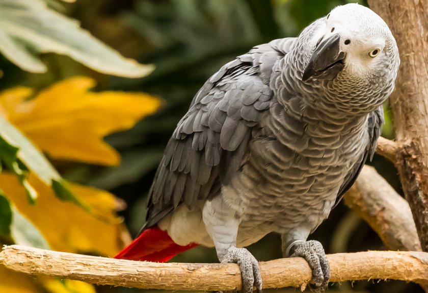 Попугай жако