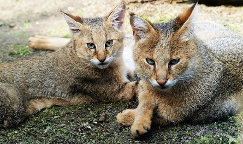 Камышовые коты Камышовые коты