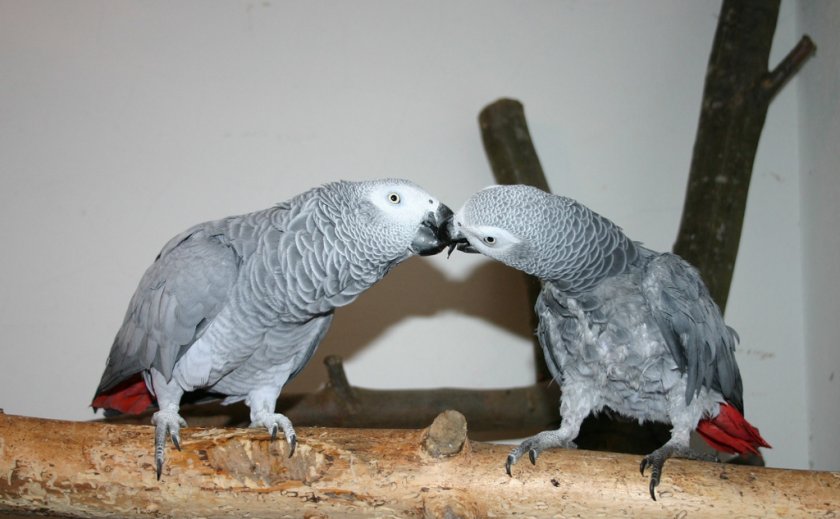 Попугаи жако