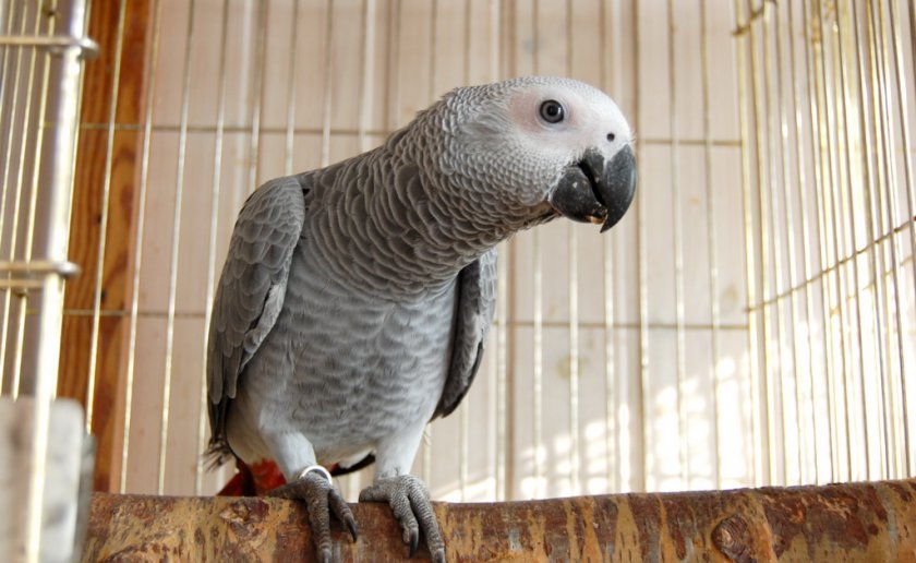 Попугай жако