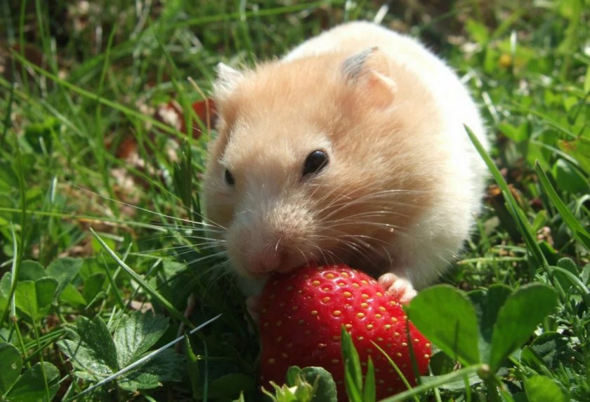 Хомяк ест клубнику Хомяк ест клубнику