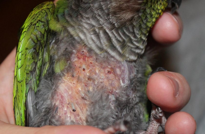 Клещи у попугая Клещи у попугая