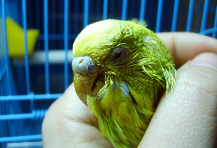 Болезнь Ньюкасла у птицы Болезнь Ньюкасла у птицы