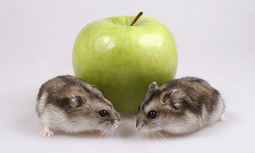 Хомяки и яблоко Хомяки и яблоко
