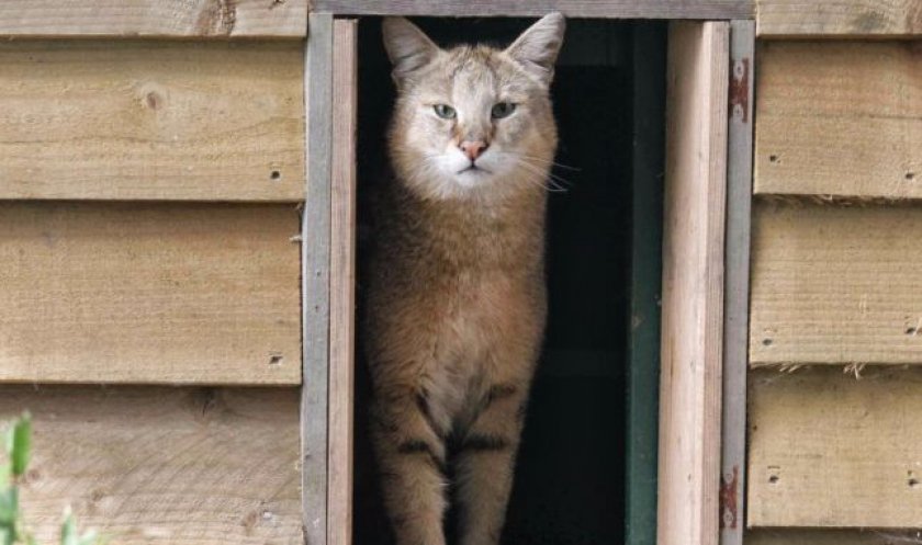 Камышовый кот Камышовый кот