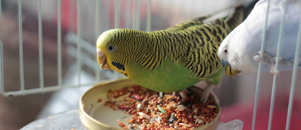 Попугая кормят коноплей марихуана выводится организма