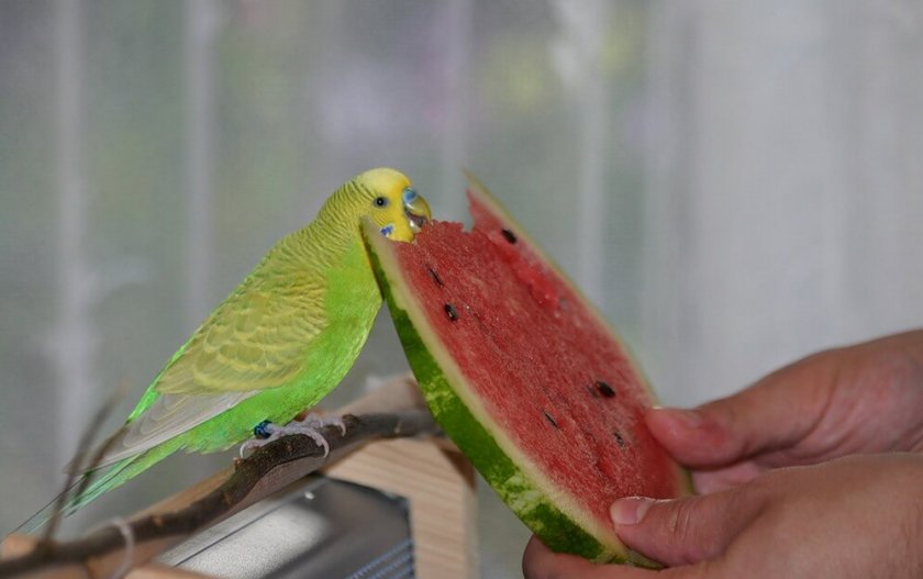 Попугай ест арбуз