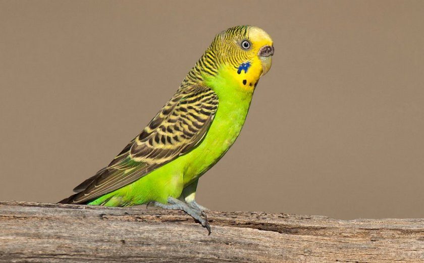 Волнистый попугай Волнистый попугай