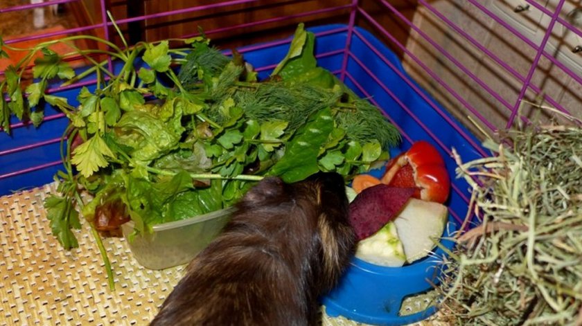 Морская свинка