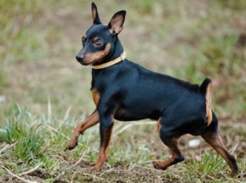 Цвергпинчер: характеристика породы и особенности ухода