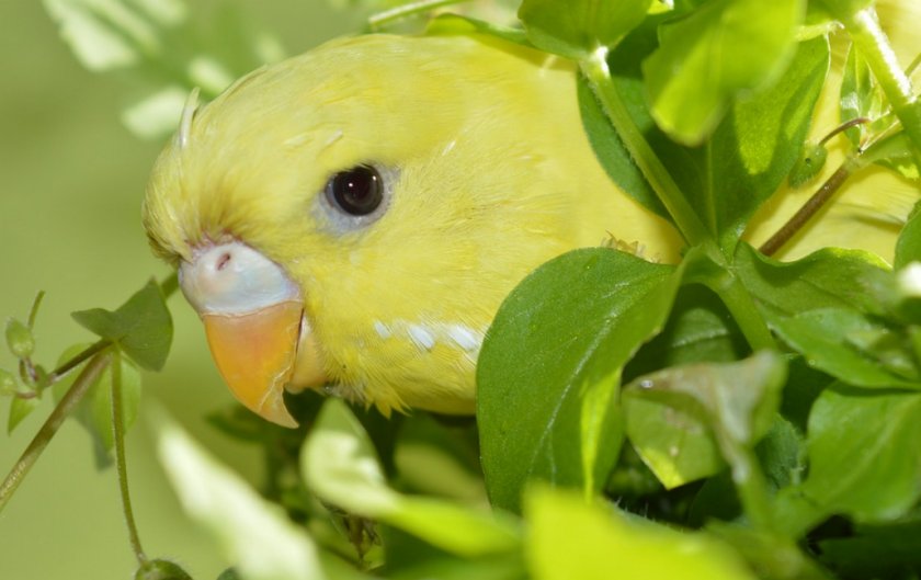 Попугай и зелень