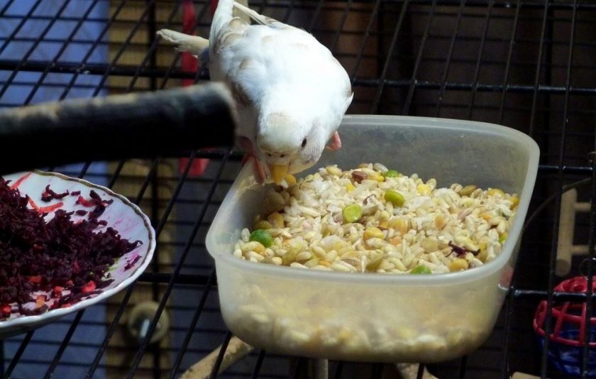 Каша для попугая Каша для попугая