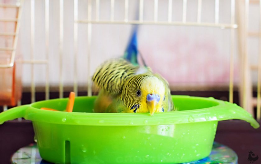 Волнистый попугай