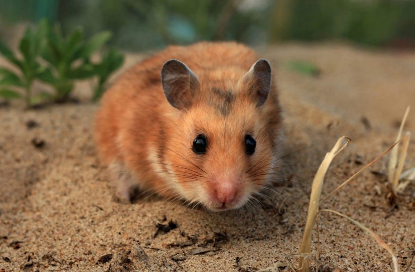 Сирийский хомяк