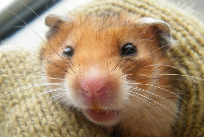Сирийский хомяк