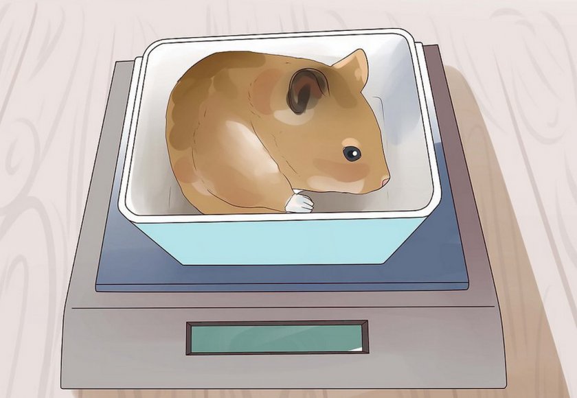 Взвешивание хомяка