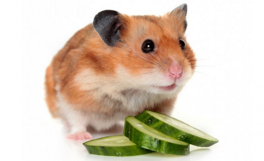 Огурец для хомяка Огурец для хомяка