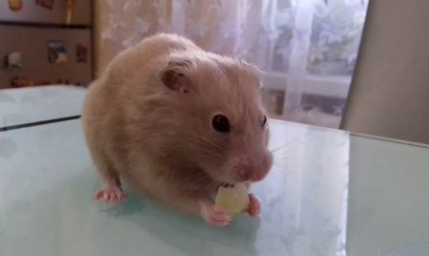 Хомяк кушает картошку Хомяк кушает картошку