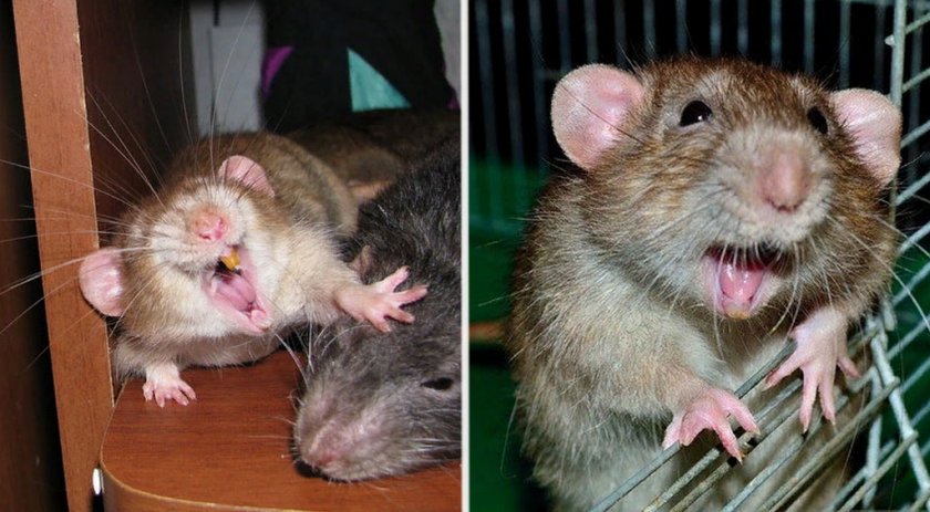 Крыса смеется