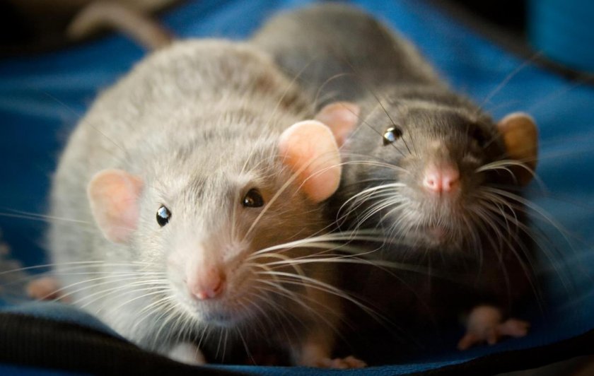 Крысы