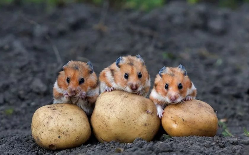 Хомяк и картошка