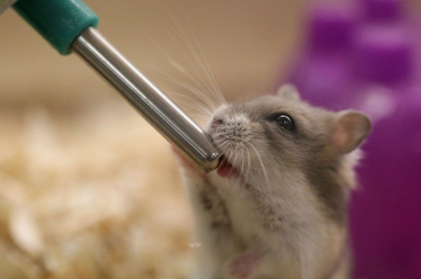 Хомяк пьет воду