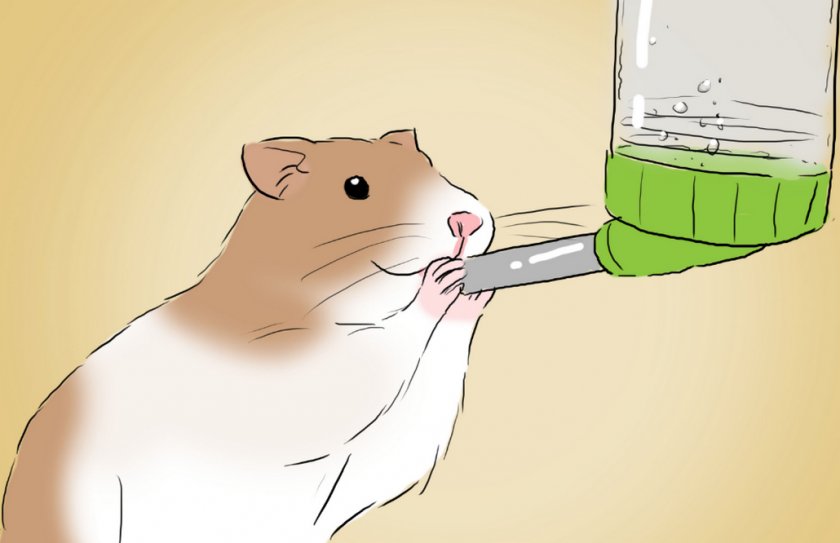 Хомяк пьет воду
