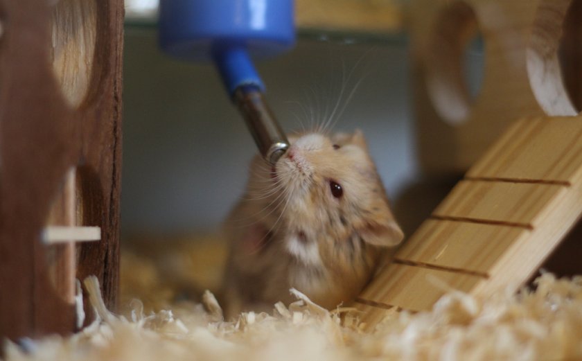 Хомяк пьет воду Хомяк пьет воду