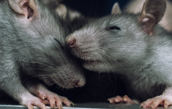 Умные крысы: насколько они умны, почему такие понятливые декоративные .