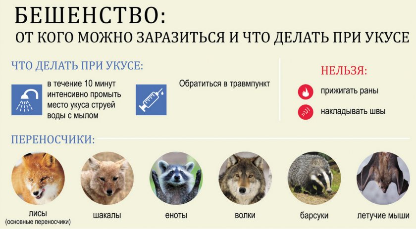 Действия при укусе Действия при укусе