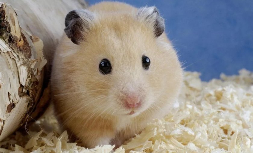 Хомяк Хомяк