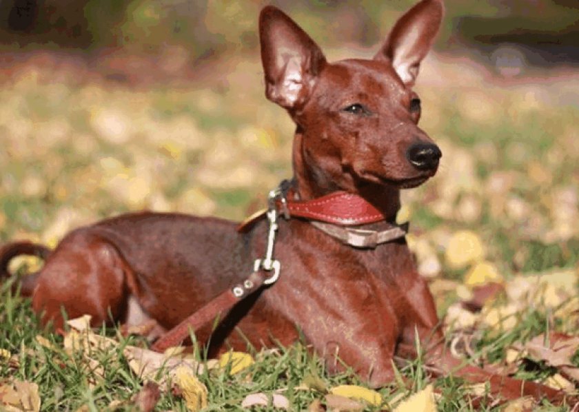 Порода собак цвергпинчер фото описание и характеристика