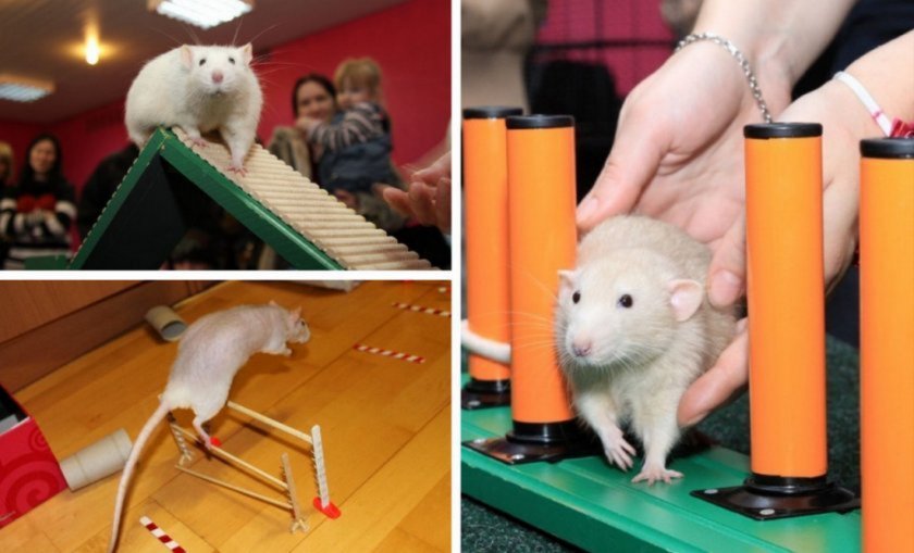 Дрессировка крысы