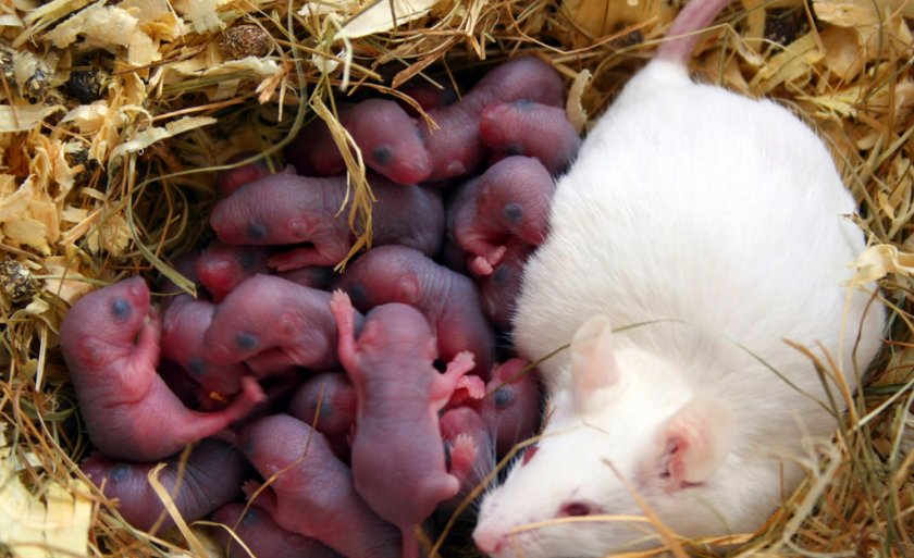 Детеныши крыс